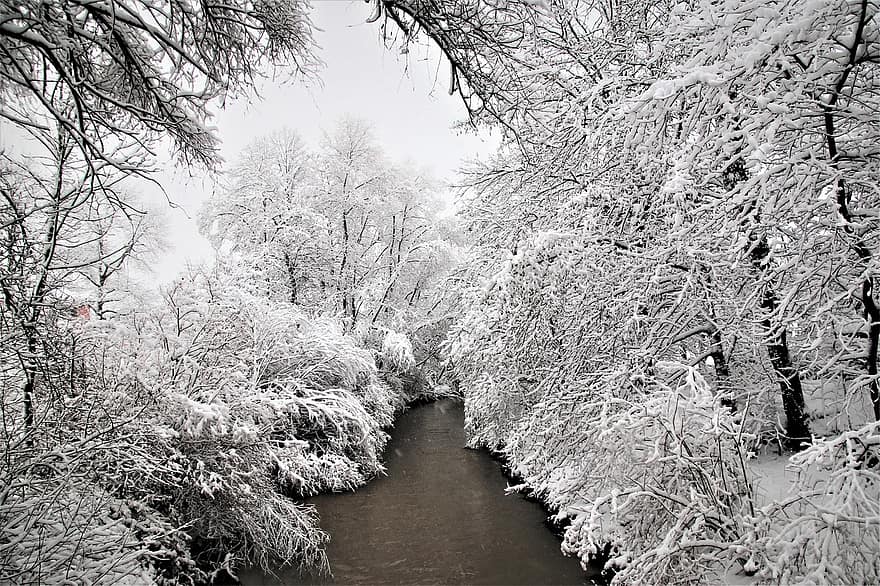ziemā, sniegains, balts, ziemas ainava, koks, upe, ledus, pludmale, auksts, zing, sniegs