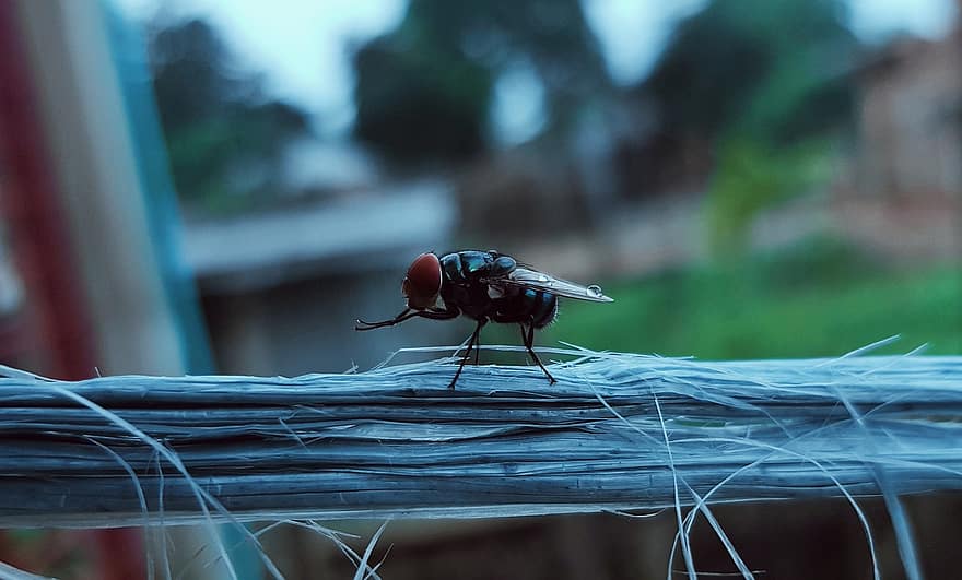 flyve, insekt, tæt på, entomologi, dyr verden, sammensatte øjne, vinger, winged insekt