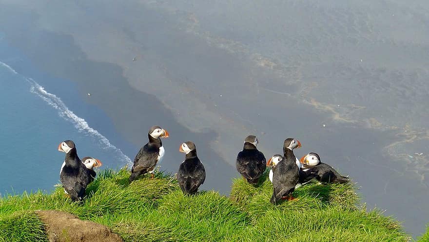puffin, birds, cliff