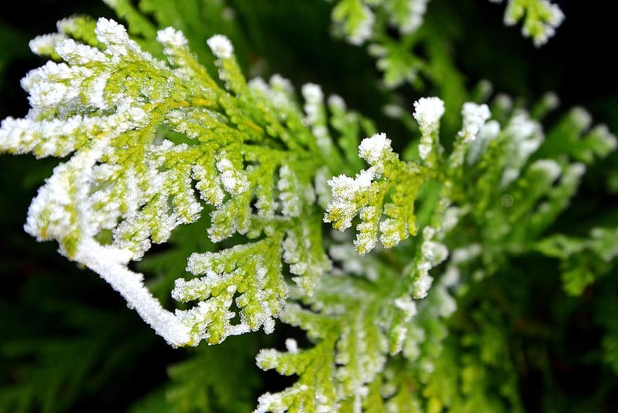 szron, zimowy, Drzewo Tui, mróz, śnieg, zbliżenie, roślina, liść, zielony kolor, świeżość, makro
