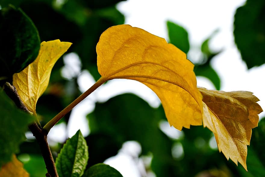 hojas, hojas viejas, planta, hoja, amarillo, de cerca, otoño, color verde, árbol, temporada, antecedentes