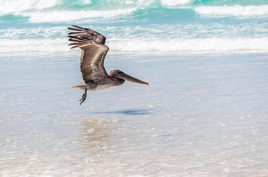 Pelican, Flying, Beach, Sea, Ocean, Bird, Animal, Wildlife, Wings, Feathers, Plumage