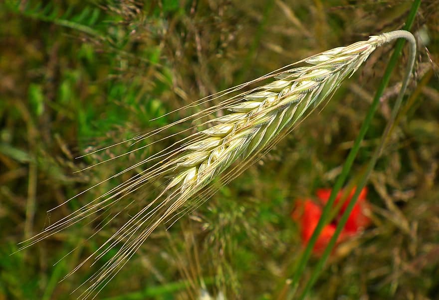 小麦の穂、穀物、ライ麦、農業、フィールド、収穫、自然