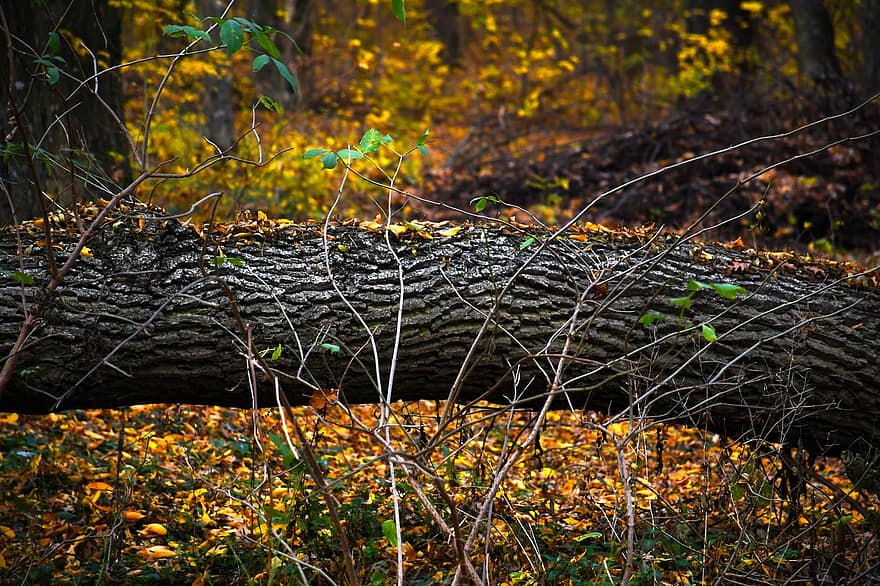 упавшее дерево, осень, лес, сосна, природа, парк
