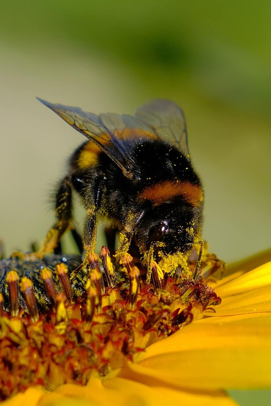 шмель, пчела, цветок, подсолнух, насекомое, опыление, пыльца, желтый цветок, завод, природа, макрос