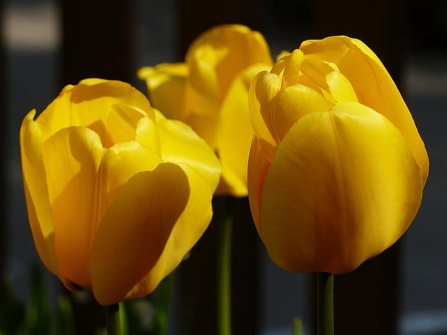 тюльпаны, желтые цветы, сад, желтый, цветок, завод, тюльпан, крупный план, головка цветка, летом, лепесток