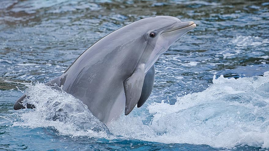 delfin, dyr, pattedyr, delfin show, ydeevne, vand, svømme, havpattedyr, dyreliv, Zoo, Tiergarten