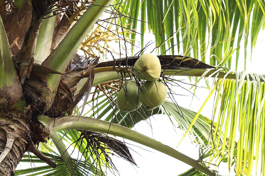 coco, árvore, folha, Kerala, Palma, natureza
