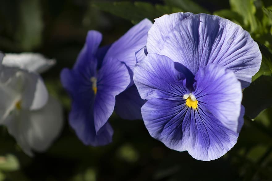 Pansies, Flowers, Purple Flowers, Purple Pansies, Petals, Purple Petals, Bloom, Blossom, Flora, Nature