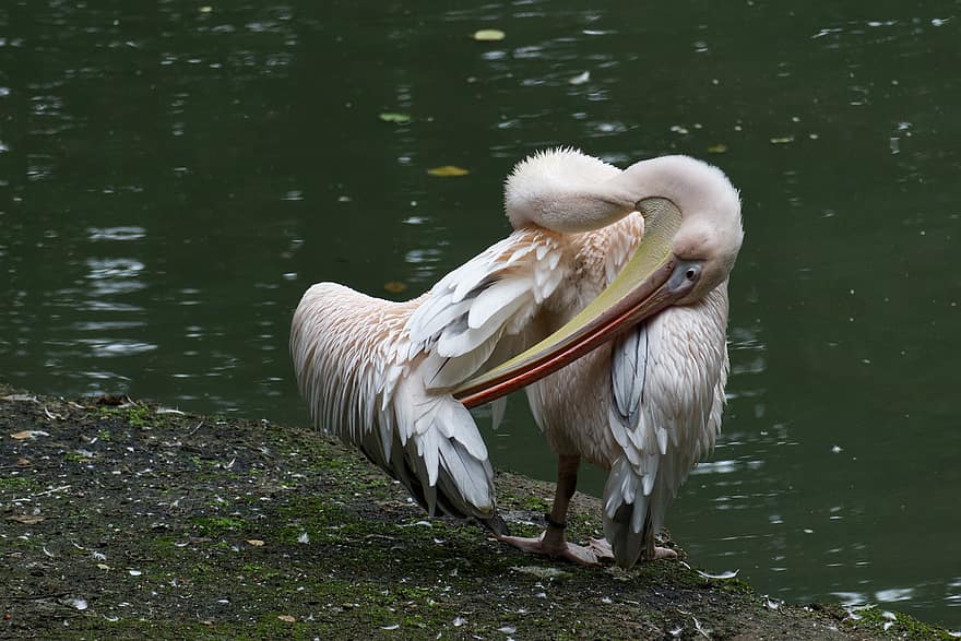 pelicano, pássaro, lagoa, pássaro aquático, agua, bico, plumagem, asa, jardim zoológico, natureza, pena
