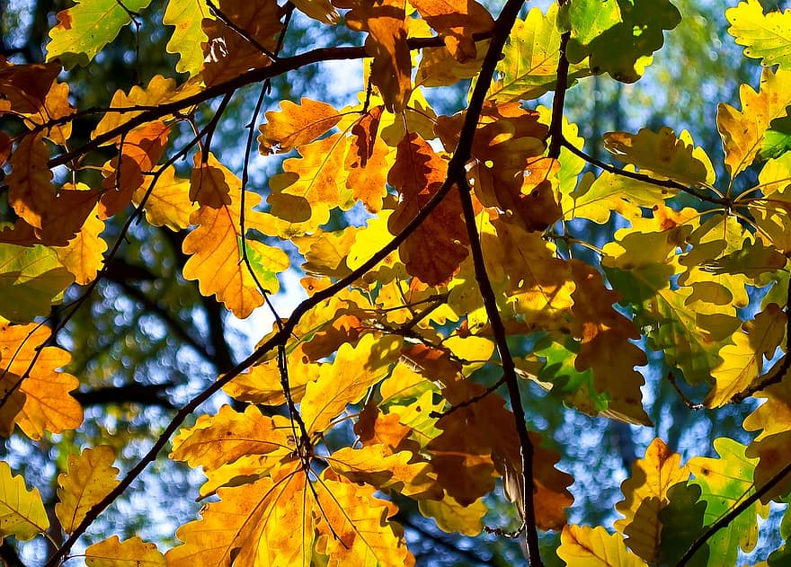 листя, гілки, дерево, дуб, природи, лист, осінь, жовтий, сезон, ліс, яскравий колір