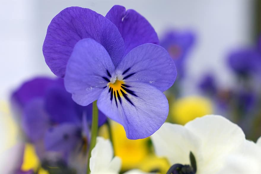 bloemen, viooltje, de lente, detailopname, bloeiend, bloem, fabriek, Purper, bloemblad, bloemhoofd, zomer