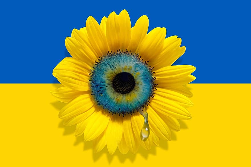 ηλιοτρόπιο, Ουκρανία, ουκρανική σημαία, λύπη, σχίσιμο, Ουκρανικά εθνικά χρώματα, λουλούδι, σημαία, πανό, σύμβολο, αντίσταση