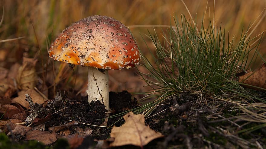 Mushroom, Toadstool, Fly Agaric, Fly Amanita, Red Mushroom, Fungus, Forest, Forest Floor, Nature