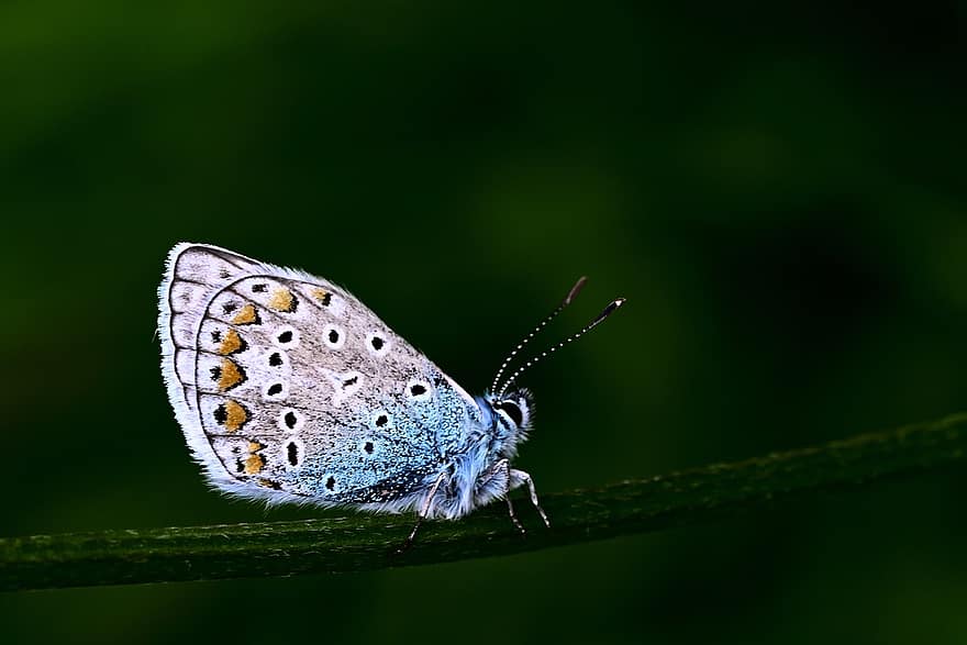 Common Blue Butterfly, Butterfly, Insect, Wings, Grass, Plant, Meadow, Nature, Dark