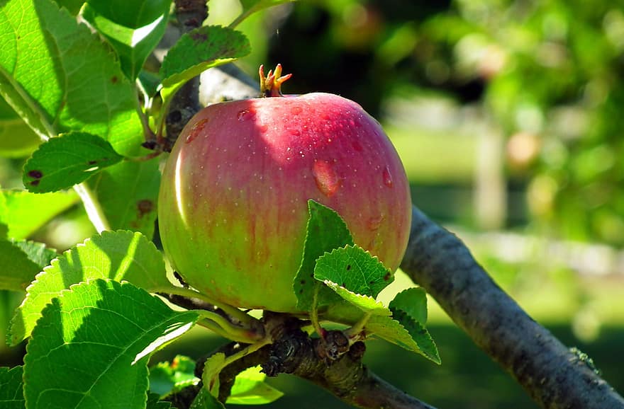 사과, 과일, 나무, 빨간 사과, 성숙한, 본질적인, 생기게 하다, 신선한, 이슬, 자연