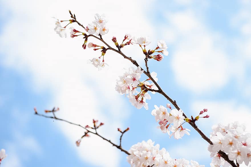 Flowers, Japan, Cherry Blossoms, Spring, Seasonal, Bloom, springtime, branch, flower, season, close-up