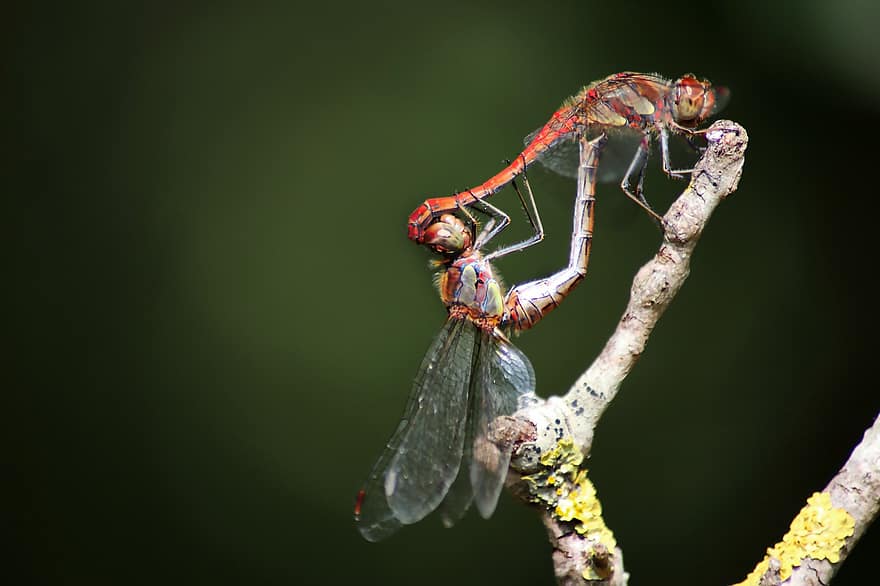 Dragonflies, Pairing, Mating, Insects, Pair, Pair Of Dragonflies, Wings, Dragonfly Wings, Winged Insects, Odonata, Entomology