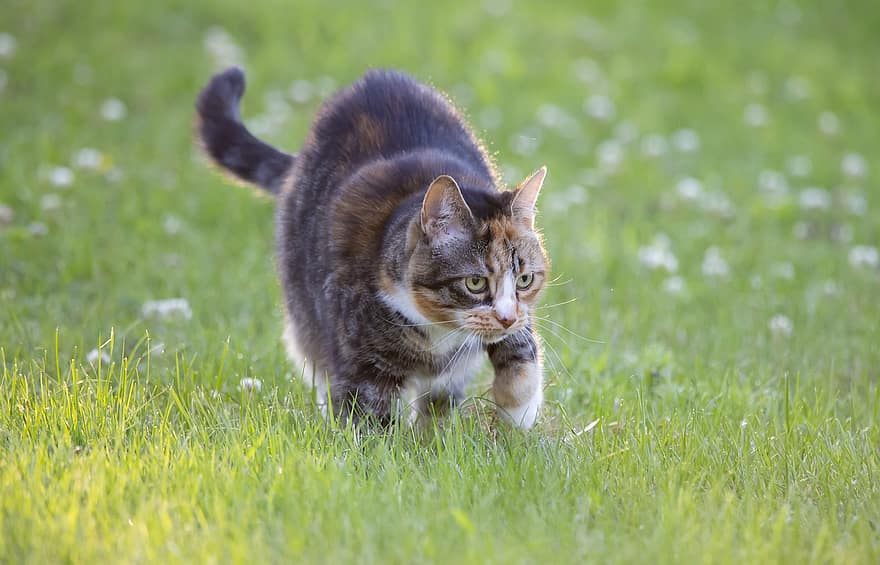 kucing, kucing betina, membelai, hewan, kucing rumahan, licik, mamalia, imut, rumput, bidang, padang rumput