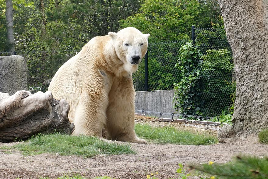 полярний ведмідь, дикої природи, зоопарк, хижак, фауна, тваринний світ, ссавець, природи, тварина, пес, домашні тварини