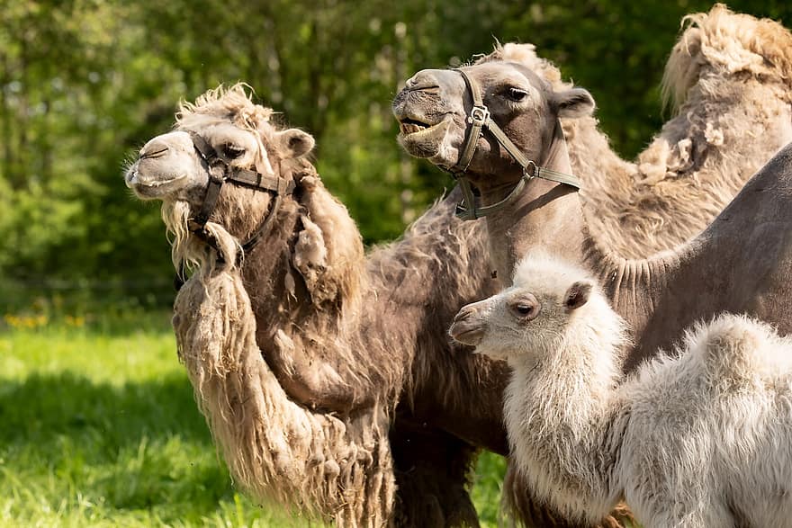 baktriske kameler, kameler, dyr, familie, føll, hump, spedbarn, pattedyr, nese, gress, maul