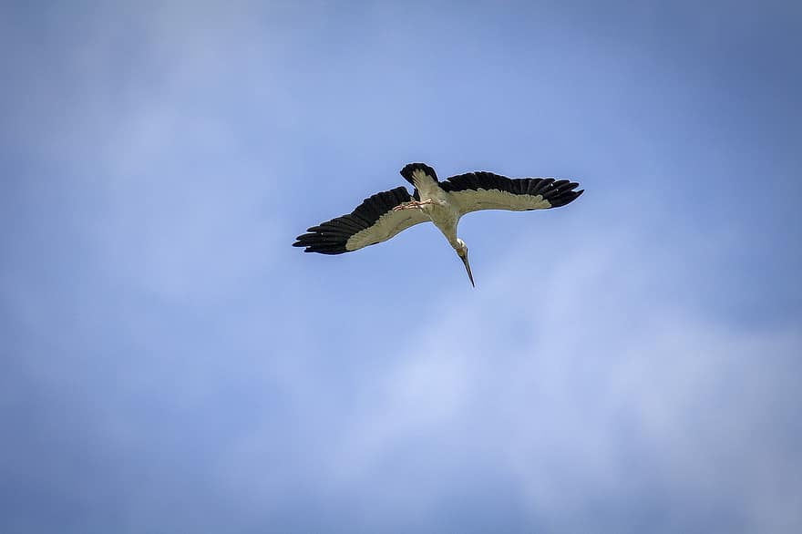 Stork, Bird, Flying, Sky, Animal, Wildlife, Wading Bird, Wings, Plumage, Beak, Flight