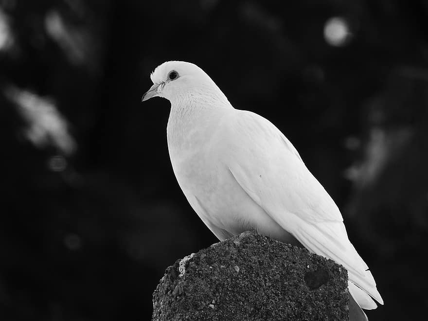 Dove, Bird, White, White Bird, Feathers, Plumage, Ave, Avian, Ornithology, Bird Watching, Perched