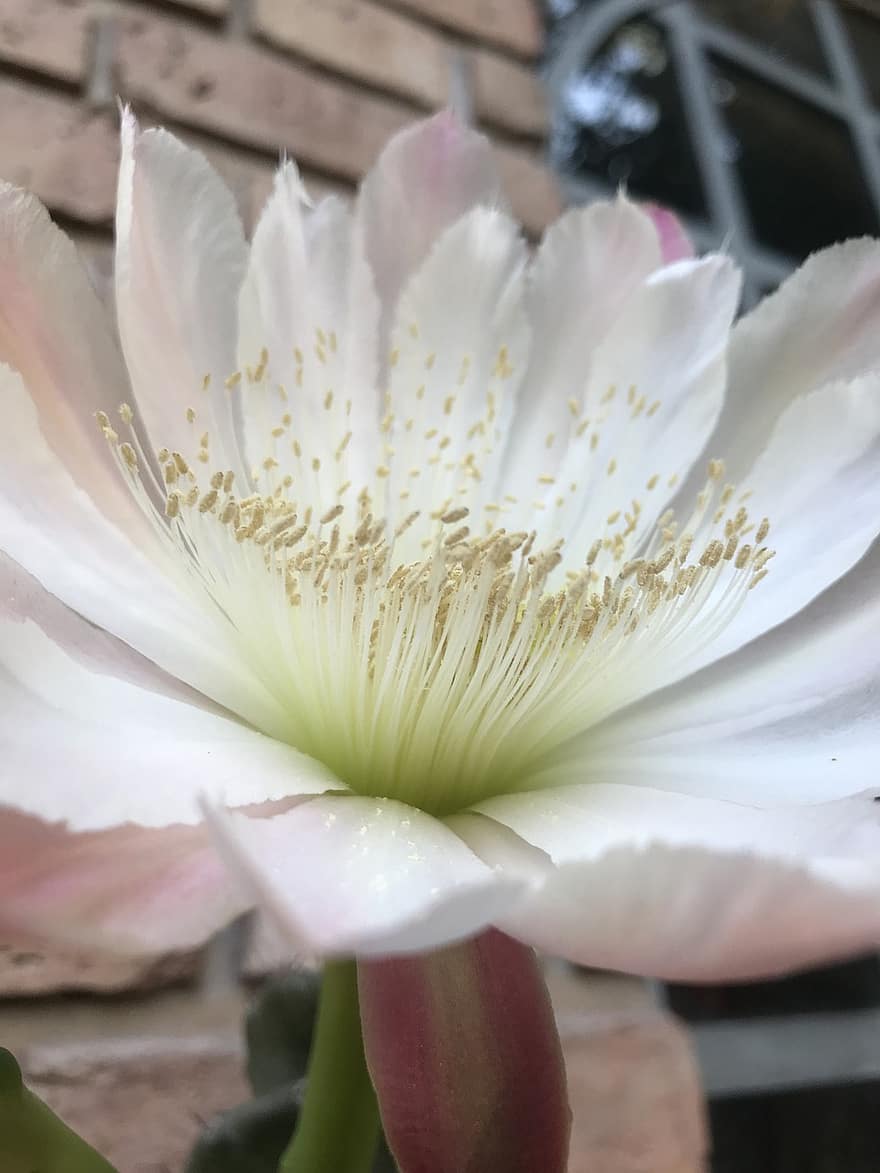květ, kaktus