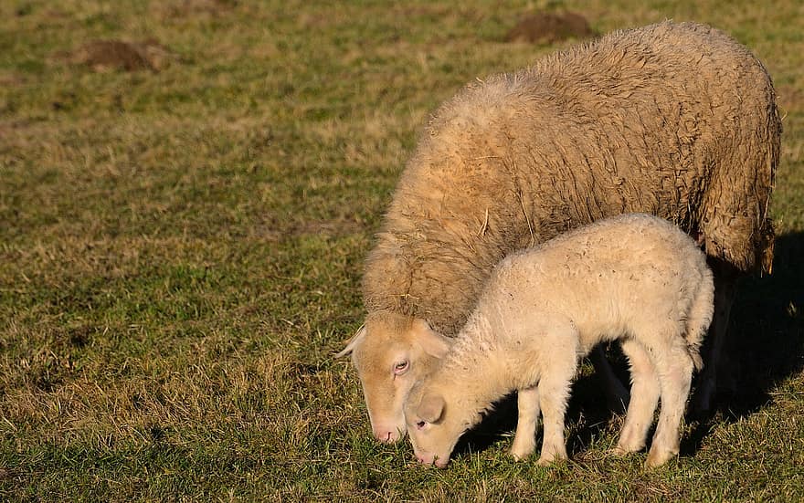 Schaf, Weide, Junges, Mutterschaf, Gras, Bauernhof, ländliche Szene, Landwirtschaft, Wiese, Vieh, wolle