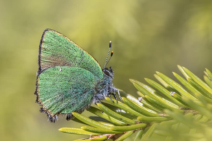 motyl, zielone pasmo włosów, odchodzi, callophrys rubi, zielony motyl, skrzydełka, lepidoptera, owad, roślina, Natura, piękny