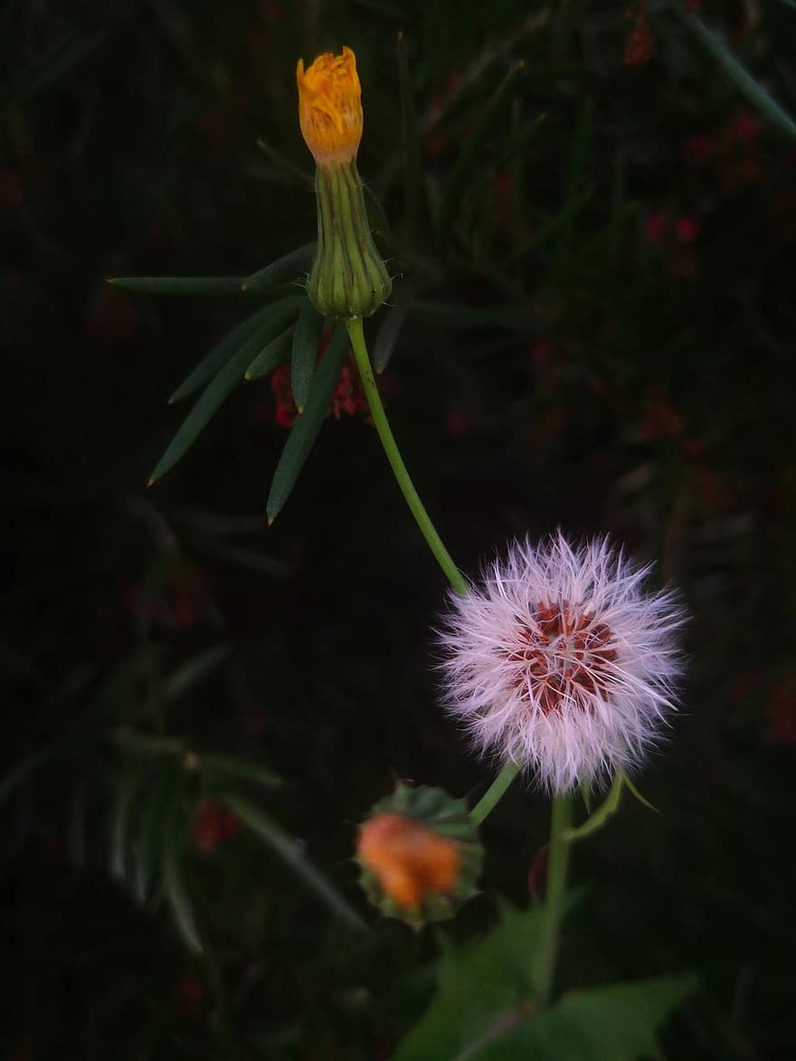 dandelion, जड़ी बूटी, फूल, प्रकृति, वनस्पति