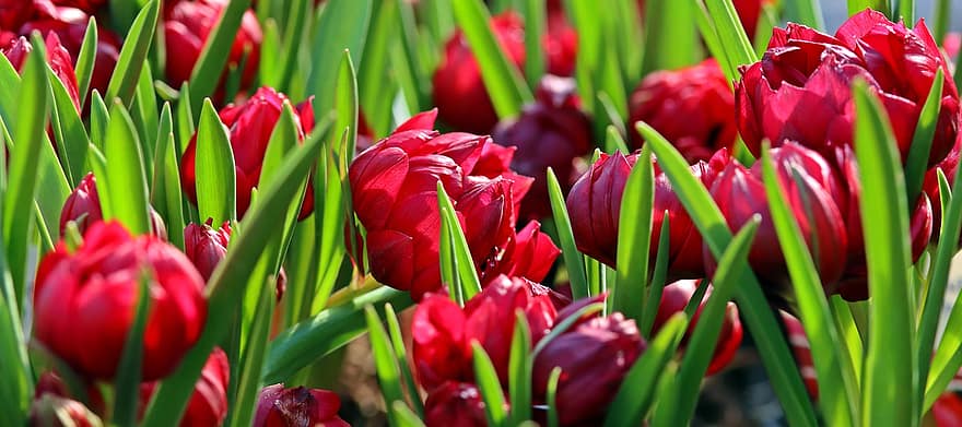 tulipanes, las flores, jardín, pétalos, Flores rojas, pétalos rojos, flor, floración, Flores de primavera, flora, plantas