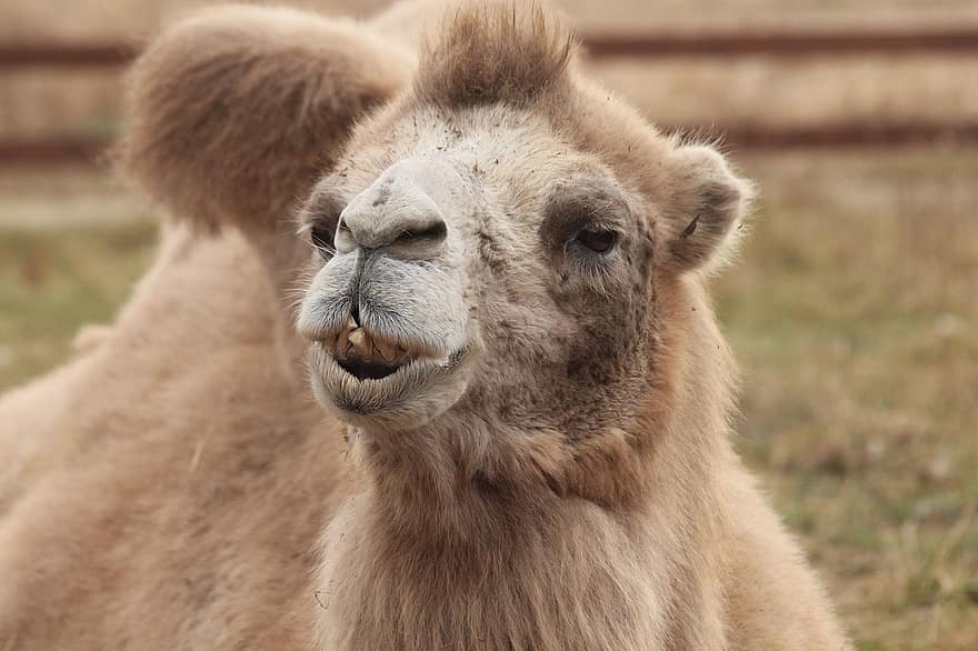 Kamel, bactrian Kamel, Tier, Mongolisches Kamel, camelus bactrianus, Säugetier, Fauna, Natur