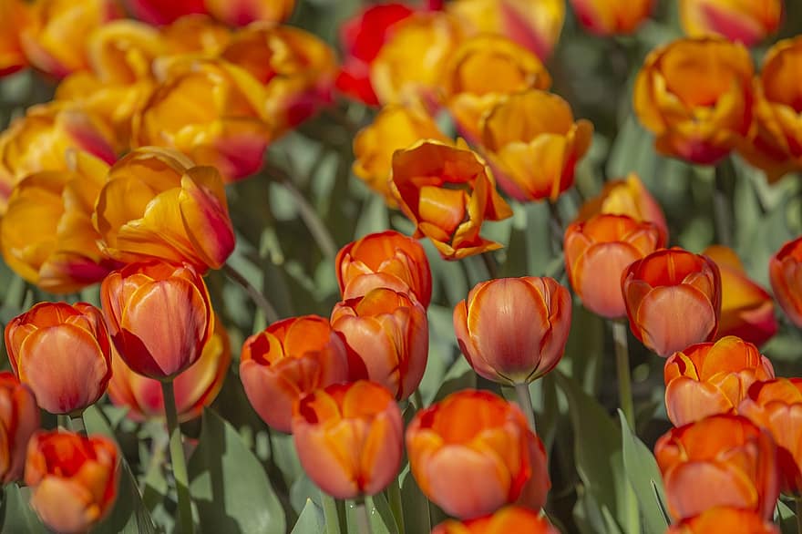 tulipaner, mørk gul, Tulipa, gull, Hagen, blomstringen, fargelegging