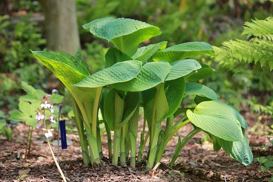 plantain lilies, φύλλα, φυτά, hosta, φύλλωμα, πράσινος, άνοιξη, φύση