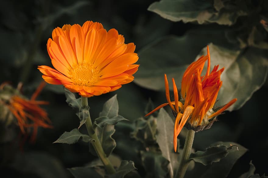 Orange Flowers, Garden, Flowers, Nature, flower, close-up, plant, leaf, yellow, summer, petal