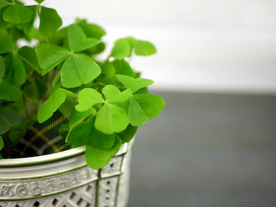 Aziz Patrick Günü, yonca, bitki, yapraklar, yeşil, oxalis, şanslı, İrlanda, Pat'in, çeltik, kutlama