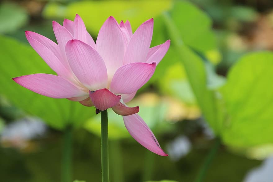 kwiat lotosu, Lilia wodna, liście lotosu, staw, rośliny wodne, kwiat, kwitnąć, różowy kwiat, Natura