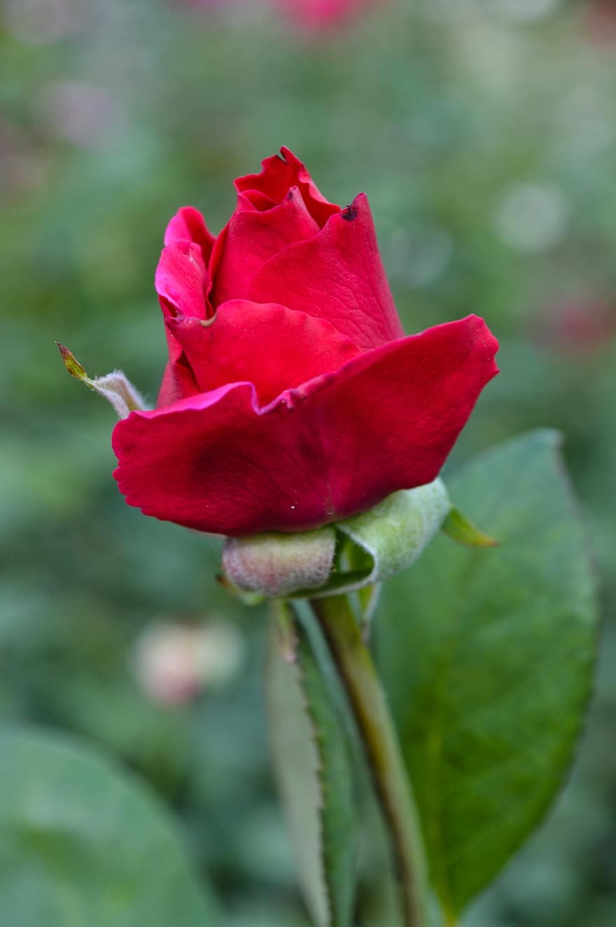 Rosa, brote, flor, pétalos, Rosa roja, flor roja, vástago, planta, floración, cierne, verano