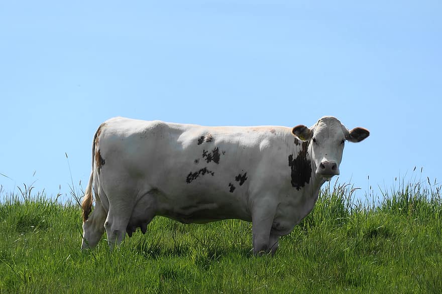Cow, Milk Cow, Beef, Ruminant, Weidetier, Mammal, Farm Yard, Farm Animal, Pasture, Nature, Meadow