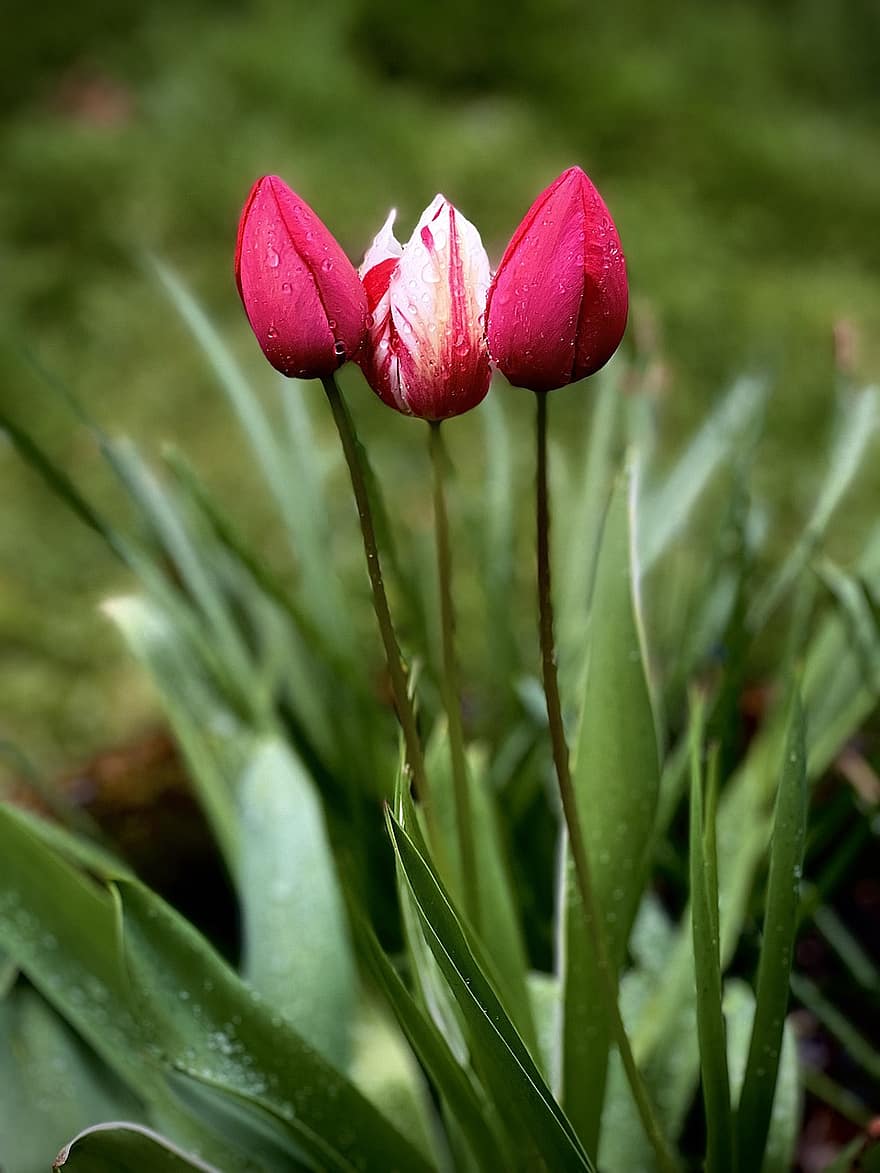 tulipas, botões de flores, flores desabrochando, Primavera, flores, jardim, plantar, cor verde, flor, folha, fechar-se