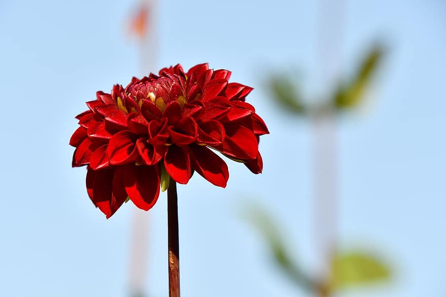 Dahlie, rote Dahlie, Blume, rote Blume, blühen, blühende Pflanze, Zierpflanze, Pflanze, Flora, Natur, Garten
