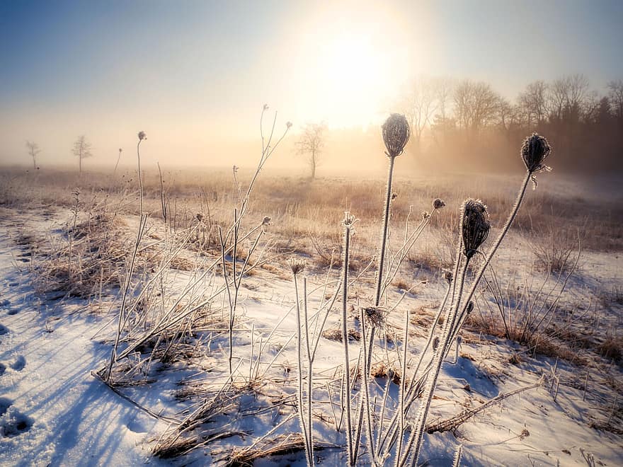 Winter, Fog, Meadow, Snow, Plants, Grass, Landscape, Nature, Sun, frost, sunset
