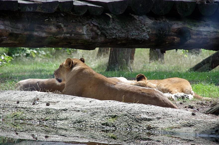 parque serengeti, leones, Hodenhagen, parque de vida silvestre, león, felino, gato no domesticado, animales en la naturaleza, África, animales de safari, leona