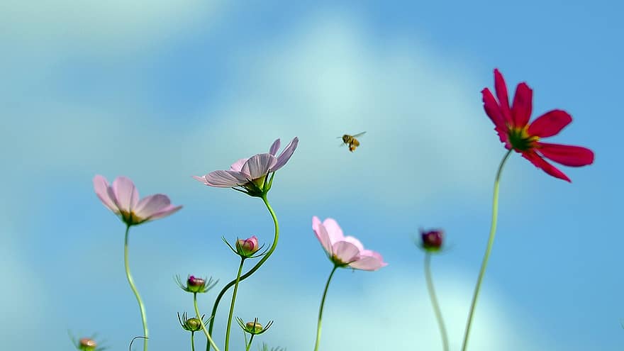 कास्मोस \ ब्रह्मांड, मधुमक्खी, फूल, कोरिया गणराज्य, प्रकृति, घास का मैदान, गैंगनेंग, गर्मी, पौधा, क्लोज़ अप, बहार