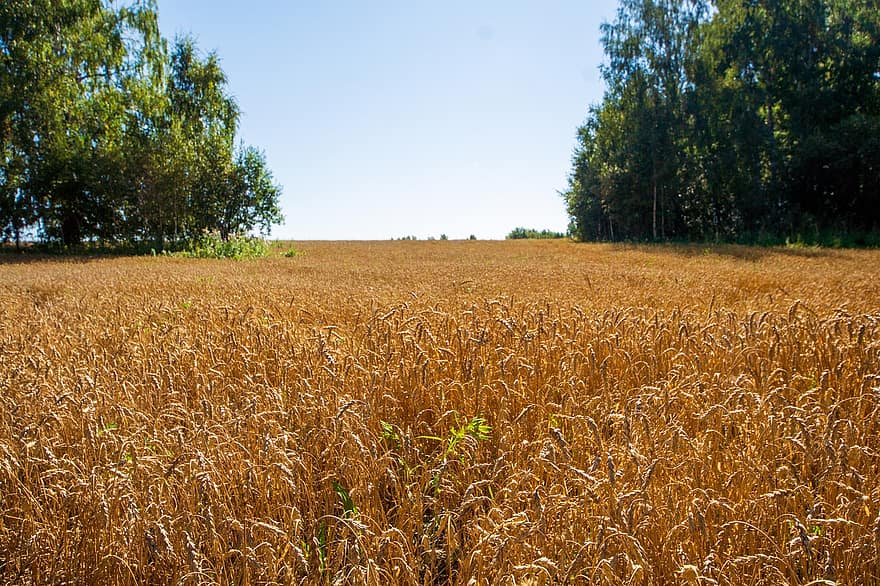 gandum, alam, bidang, pedesaan, pertanian, pemandangan pedesaan, tanah pertanian, musim panas, padang rumput, pertumbuhan, menanam