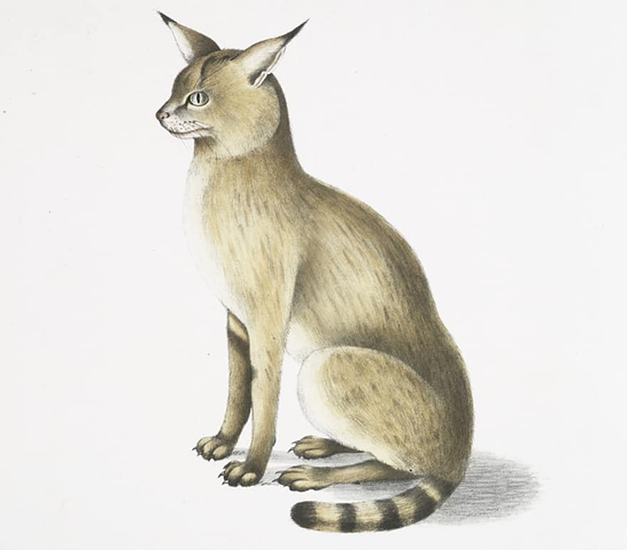 Felis Chaus Affinis, Himalaya-Dschungelkatze, Katze sitzt, Zeichnung, Tiere, skizzieren, Handzeichnung