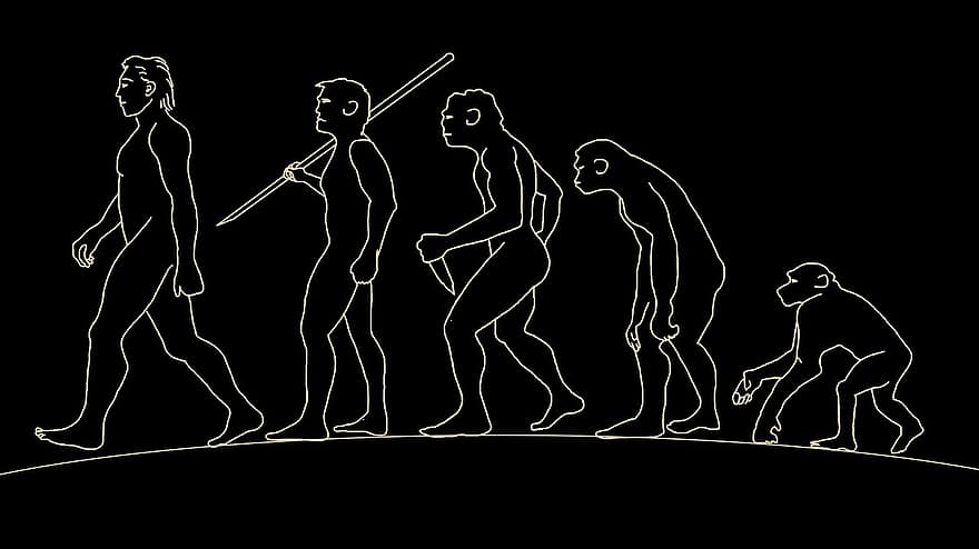 hombre, humano, evolución, cuerpo, prehistoria, antropología