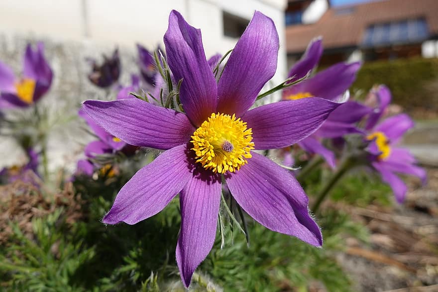 紫色の花、花粉、花びら、紫色の花びら、花、咲く、フローラ、自然、工場、開花植物、閉じる