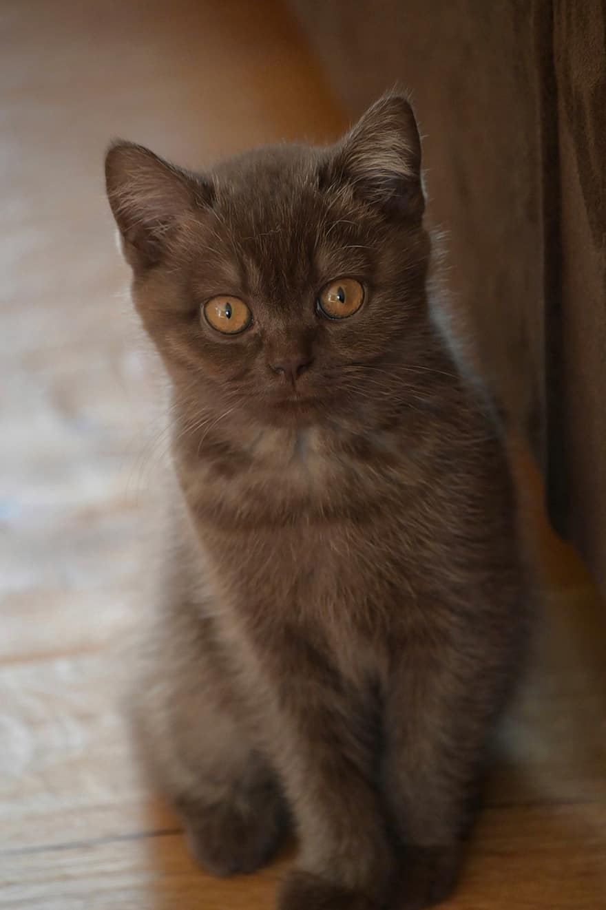 British Shorthair, Kitten, Cat, Pet, Pretty, Cute, Sweet, Domestic Cat, Cat's Eyes, Bernstein, Cinnamon